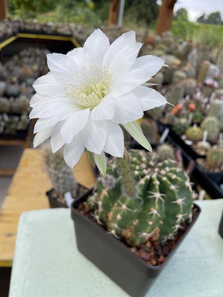 Echinopsis eyriesii